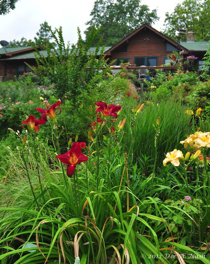 Red Volunteer Daylily