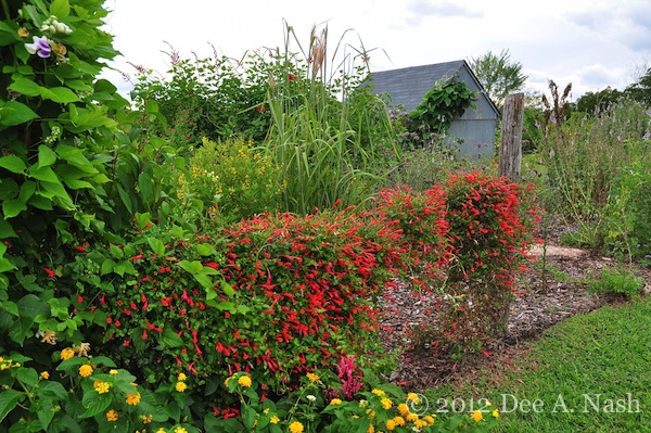 Another garden bed at Bustani Plant Farm