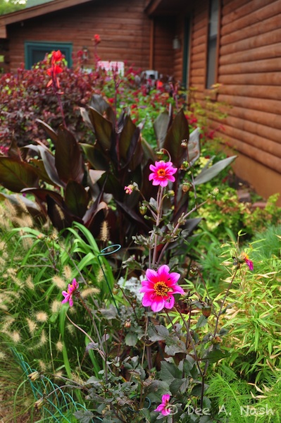 Dahlias, cannas, clumping bamboo and 'Hameln' dwarf fountain grass in the side garden.