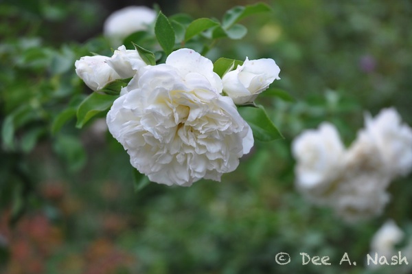Rosa 'White Meidiland,' a shrub rose from France, that is extremely easy to grow. It has arching canes that would respond well to the practice of pegging. Taken October 10, 2012