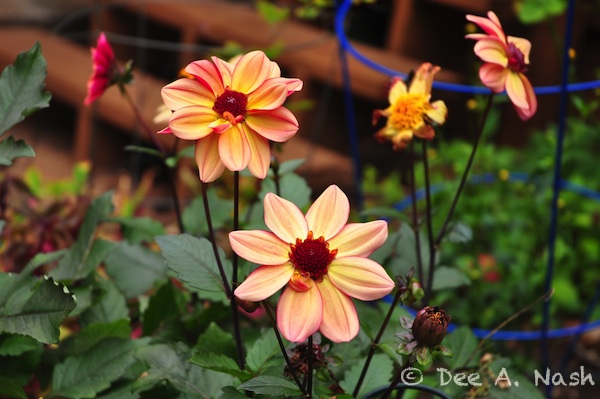 Dahlia 'LoLo' with dark stems.