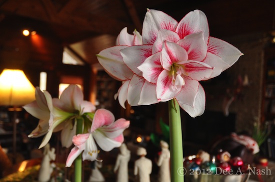Amaryllis (Hippeastrum) 'Elvas' and 'Apple Blossom'-imp