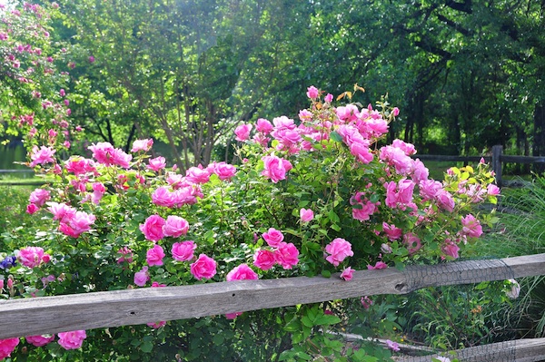 Rosa 'Carefree Beauty' against an old fence in my back garden.