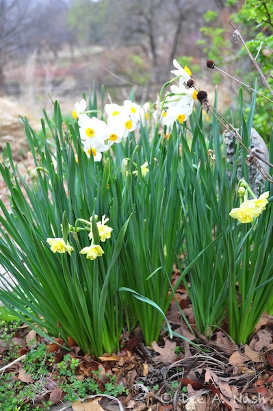 Narcissus Chinese sacred lily and 'Cheerfulness' (yellow strain) planted outside.