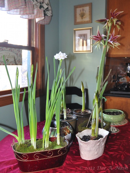 A collection of bulbs I'm coaxing to bloom indoors.