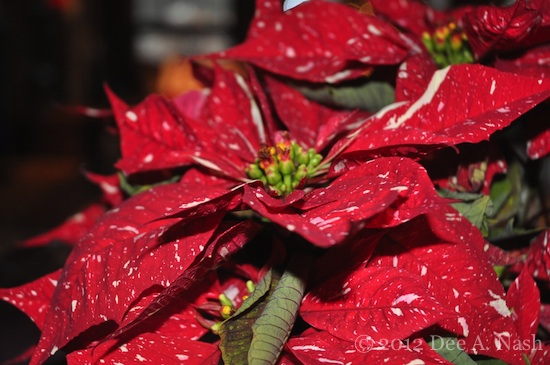 Poinsettia 'Glitter' has been a real joy the last couple of weeks.