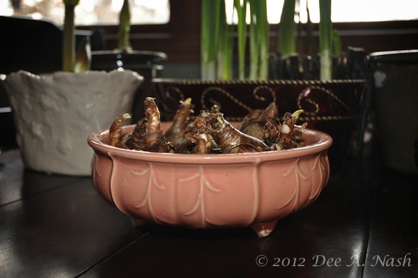 A McCoy forcing bowl full of double 'Cheerfulness' narcissus. Wouldn't you like a bowl of cheer?
