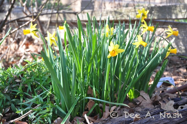 Narcissus 'Jetfire' in a lot of sun. It can be grown indoors too.