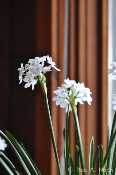 Paperwhites, probably 'Ziva' before I knew better.