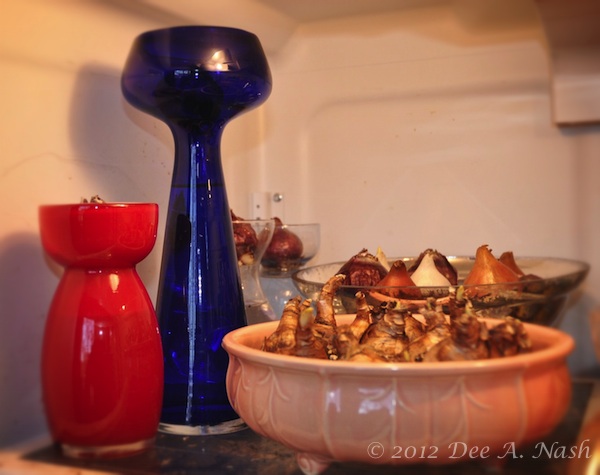 Most bulbs, other than paperwhites and amaryllis, need a chilling period. Mine are hanging out in the garage fridge.
