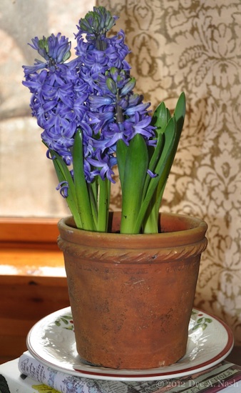 hyacinth-imp