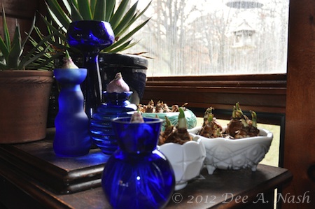 Cobalt blue forcing vases and milk glass bulb forcing bowls Cobalt blue forcing vases and milk glass bowls. You can also see the vintage green bowl with the crocus in back next to the agave.
