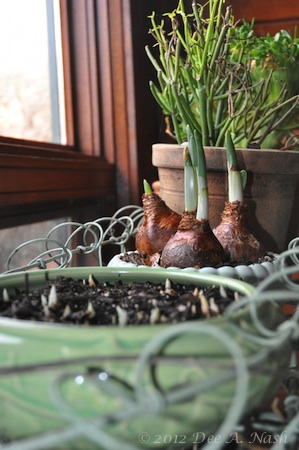 Crocus, paperwhites and succulents next to a wintry window. What could be nicer. Spring? Yes, but we must wait.