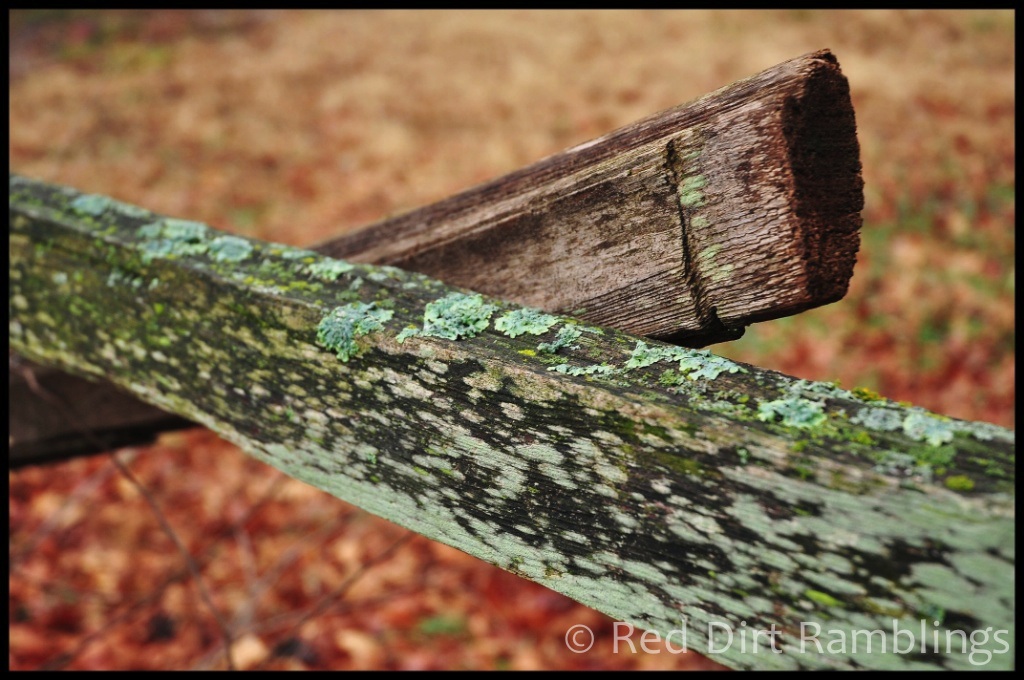 Lichens on fences bring winter color