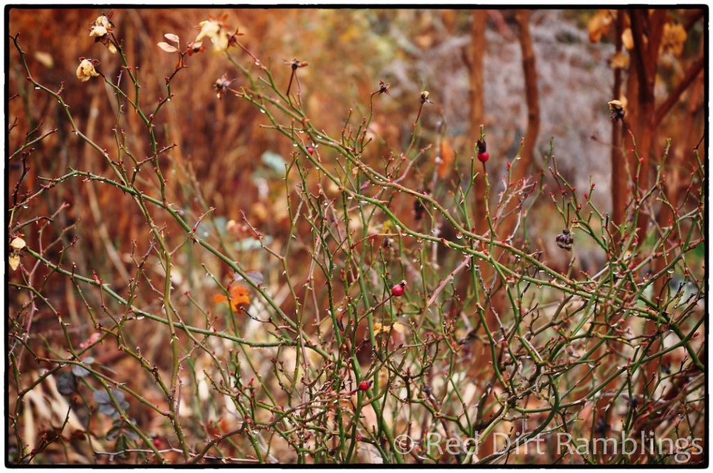Rosehips with raindrops.