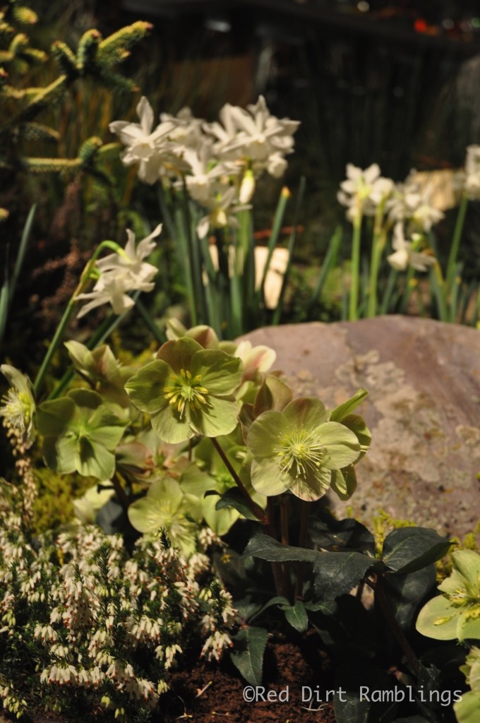 Hellebores and Thalia daffodils