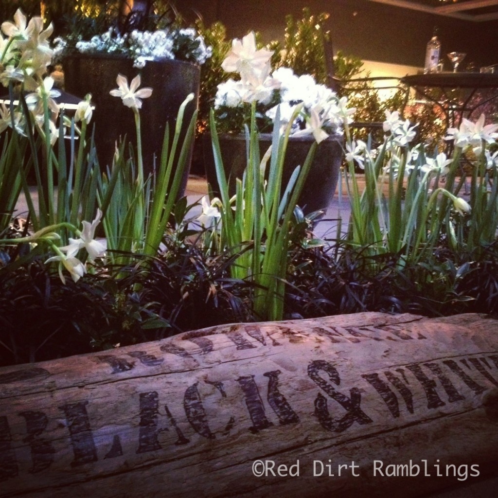 Best use of black mondo grass at the show. White daffodils with black mondo grass.