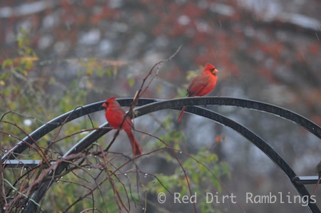 These male Cardinals will be fighting like crazy come spring, but for now peace reigns.