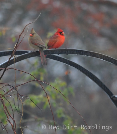 A pair of Northern Cardinals rest on the rose arbor.