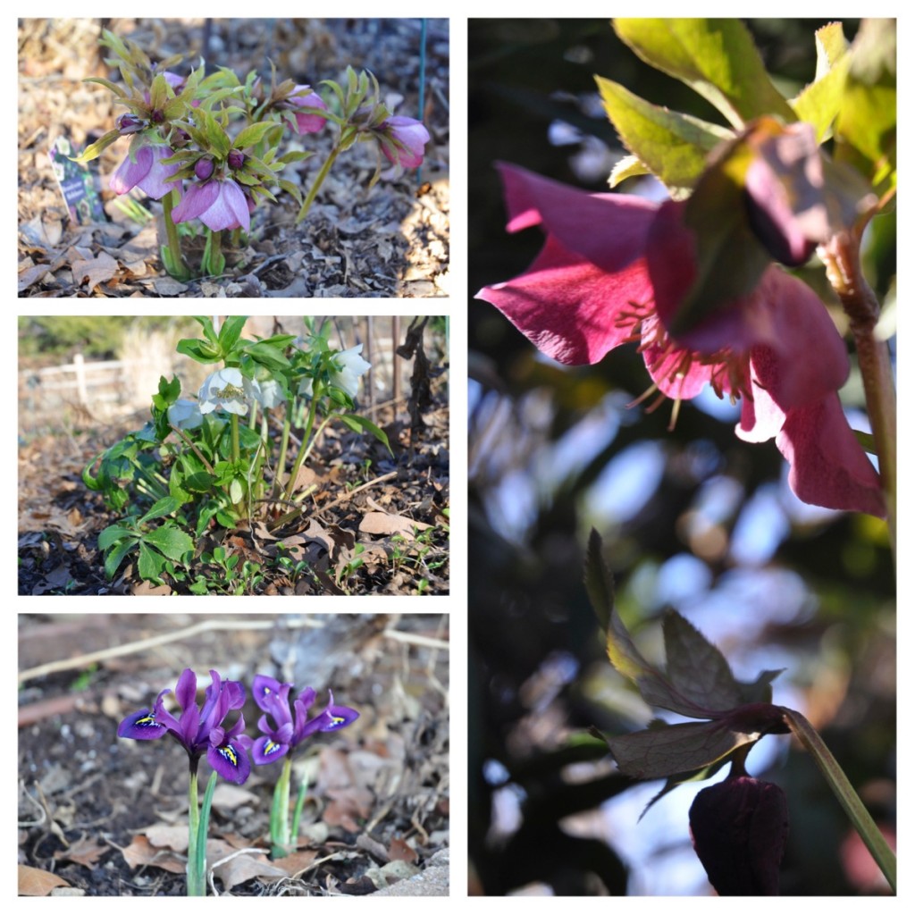 Hellebores and Iris reticulata