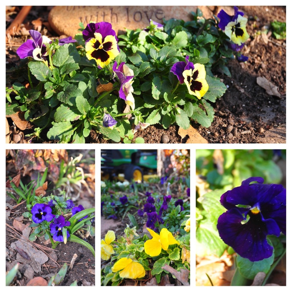 The pansies and violas all look a bit tattered after the small snow we had a couple of days ago.