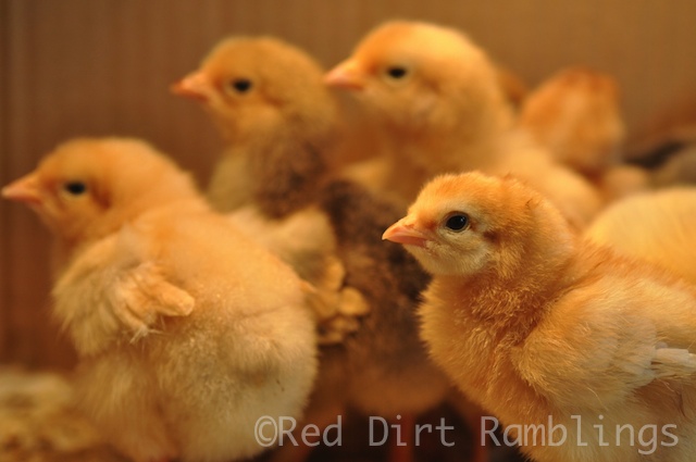 Baby chickens growing and growing.