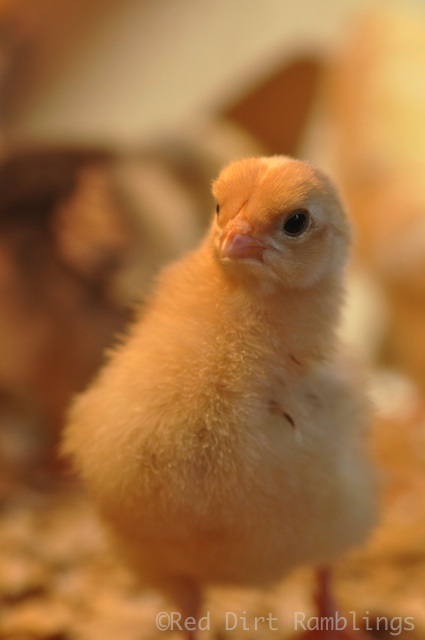 Buff Orpington peep giving me the "stink eye."