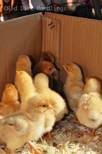All of the baby chickens rush into the corner to be safe from predators. I have a camera, and I'm clicking their photos. They are scared.