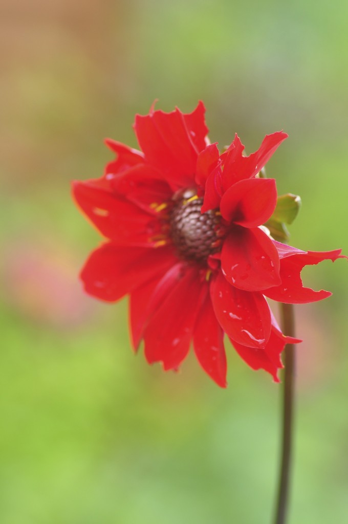 Dahlia 'Bishop of Llandaff'