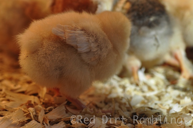 Wing tips on a Buff Orpington chicken.