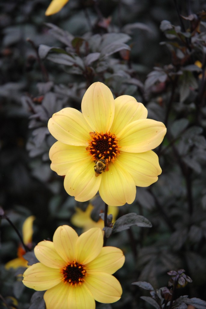 Yellow dahlia, probably 'Mystic Illusion' taken at the J.C. Raulston Arboretum.
