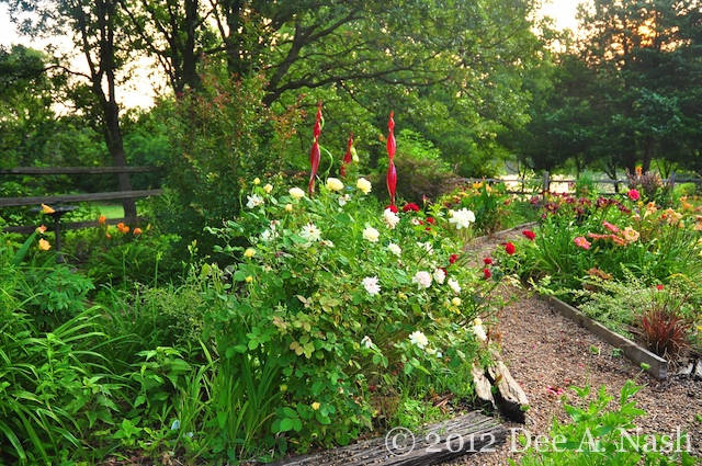 Back garden with art and Rosa 'April Moon' and R. 'Cramoisi Supérieur'