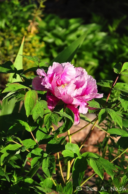 'Brocaded Gown' tree peony