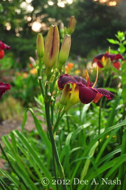 Hemerocallis 'Bella Lugosi' from the side.