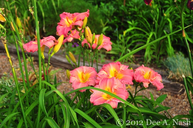 Hemerocallis 'South Sea Enchantment' is an older daylily, but old doesn't mean bad. It's a great one.