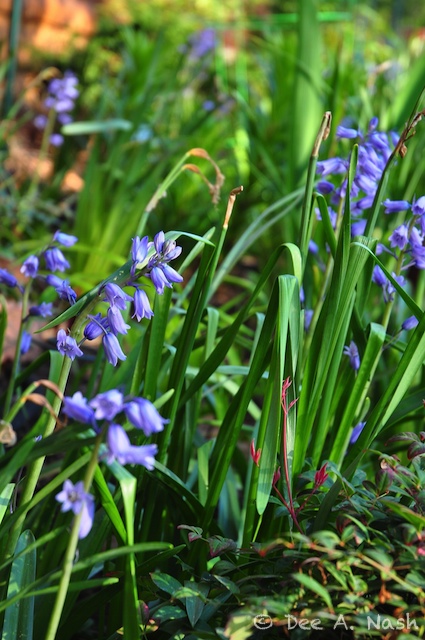 Hyacinthoides hispanica, Spanish bluebells, in the border next to the garage.