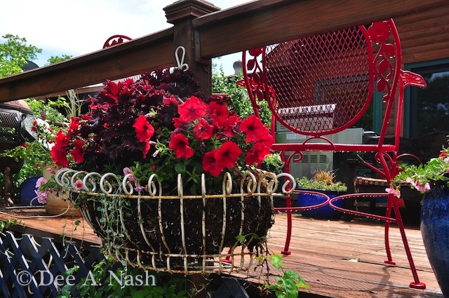 A lot is going on in this container. Red petunias, a dark coleus, red trailing verbena and peachy pink calibrochoa. I added 'Silver Falls' dichondra.