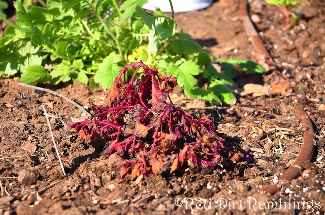 Under the Sea coleus not covered by the best freeze covers.
