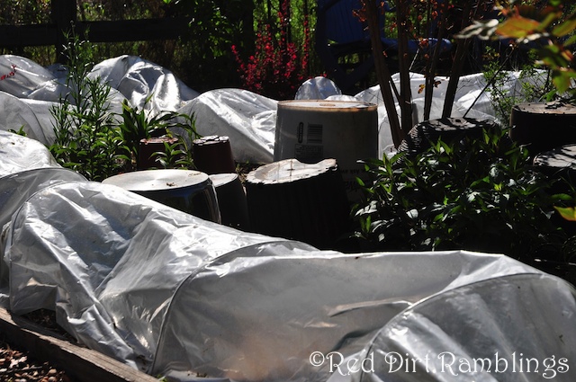 I only used row covers where I had a lot of space involved. For single plants, plastic pots are great.