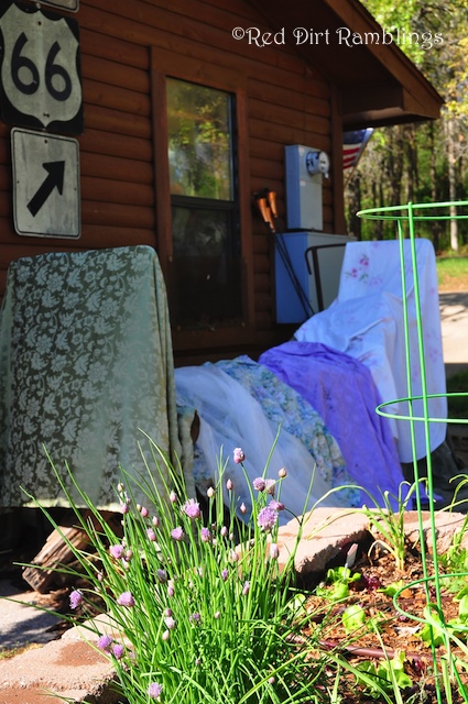 Tablecloths drying in the sun. I'd already taken them off of the tomato cages. They were soaking wet from rain.