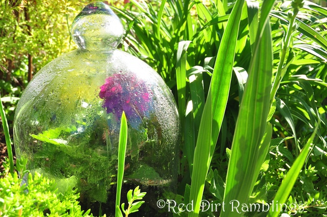 Glass cloche covering a dahlia. It gets hot under there so remove as soon as possible.