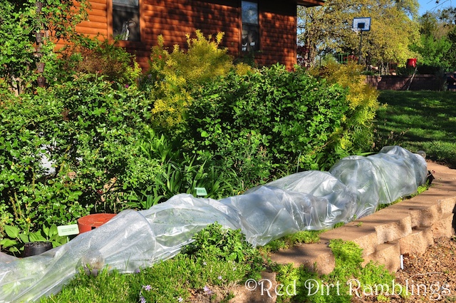Plastic row tunnels with wire inserts make good freeze covers.