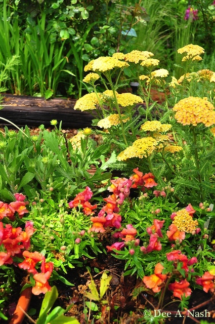 Yarrow with snapdragons. This yarrow is one of the many cultivars now available.