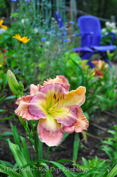 Hemerocallis 'Cosmic Kaleidoscope' daylily
