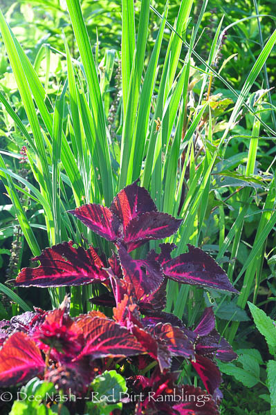 Kingswood Torch coleus