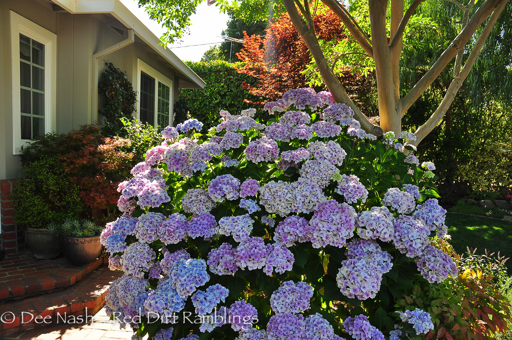 was impressed by the size of this hydrangea. Rebecca is planning to 