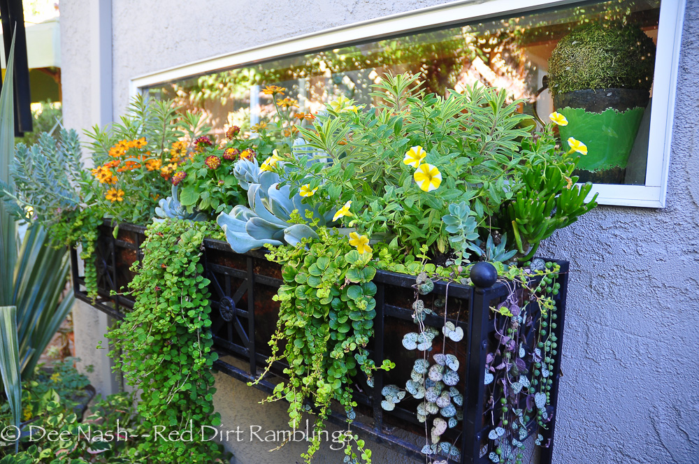 A window box filled with succulent offerings. People in Oklahoma could learn from this. Water hungry plants have no place in a hanging pot.