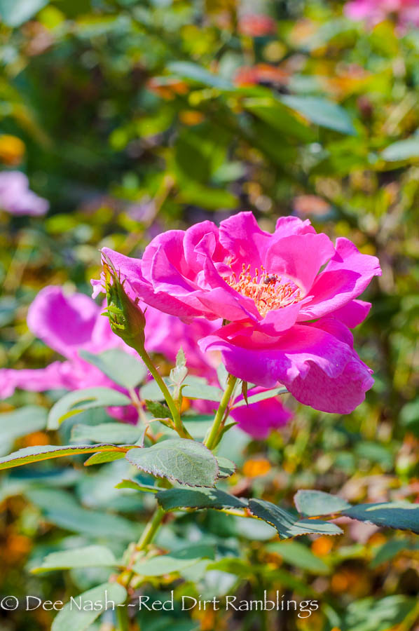 'Carefree Beauty' in 2013. Her blooms are smaller, and there aren't as many of them.