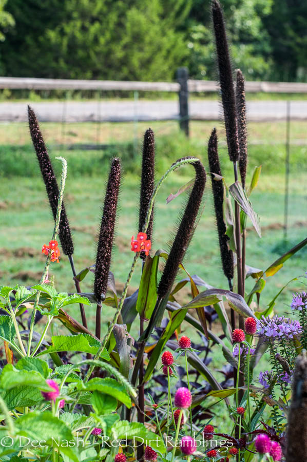 Ornamental millet 'Purple Majesty' with three colors of globe amaranth and Stachytarpheta frantzii, pink false vervain. I grew the millet and amaranth from seed, and I bought the false vervain in three colors from Bustani.