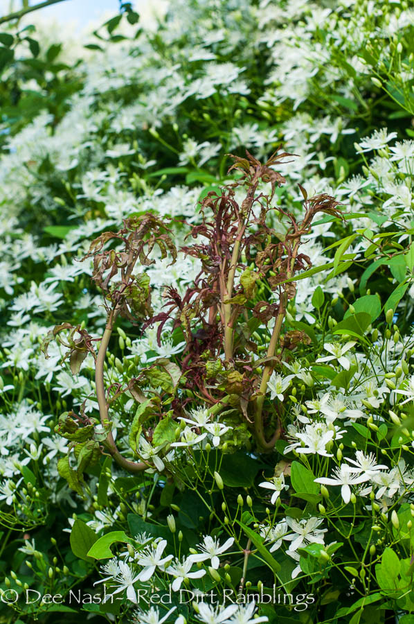 Rose Rosette Disease on 'Cl. Old Blush.' I guess sweet autumn clematis did win in the end.